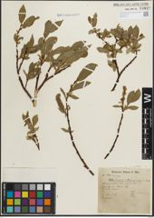 Foto von Salix hastata L.